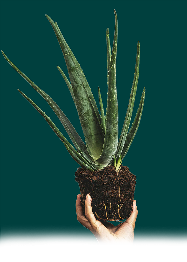 Foto von feeypflanzen auf Unsplash Bild einer Aleo Vera Pflanze